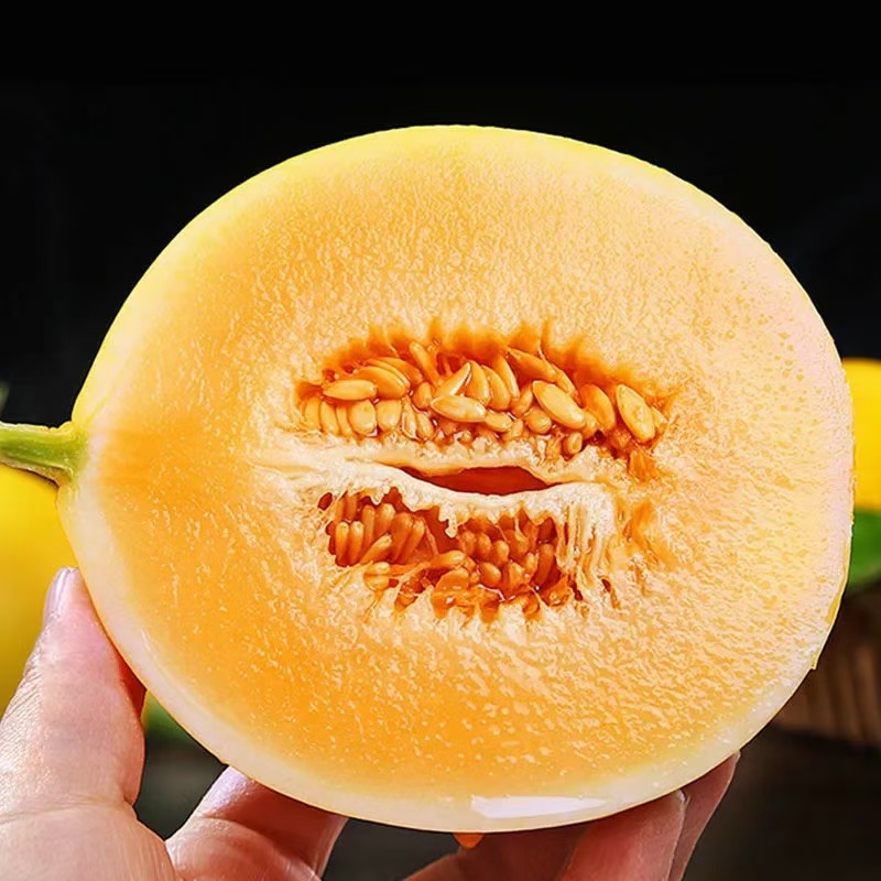 金红宝甜瓜
