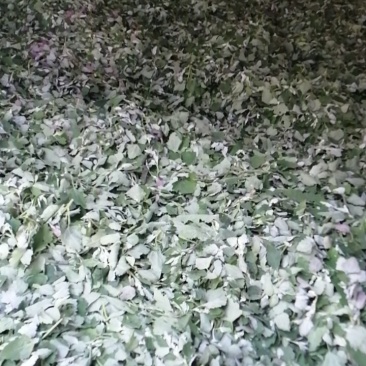 新鲜灰灰菜