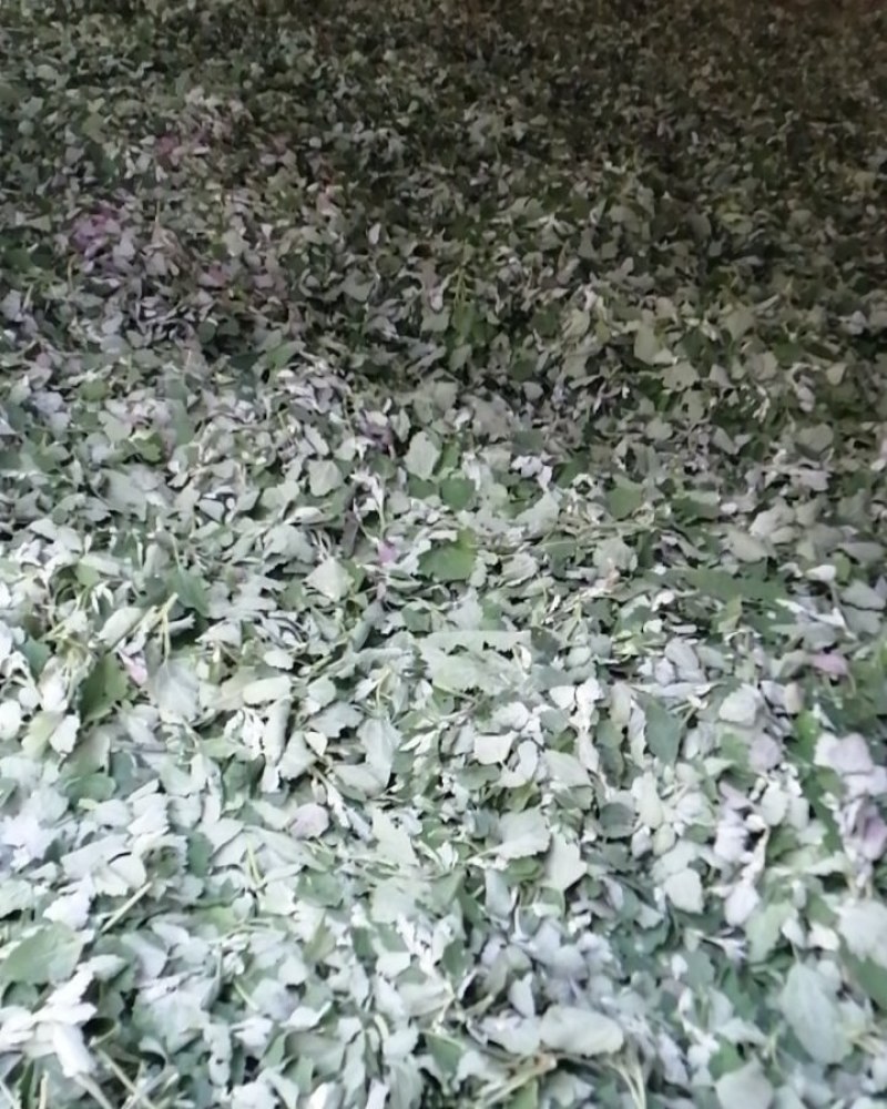 新鲜灰灰菜