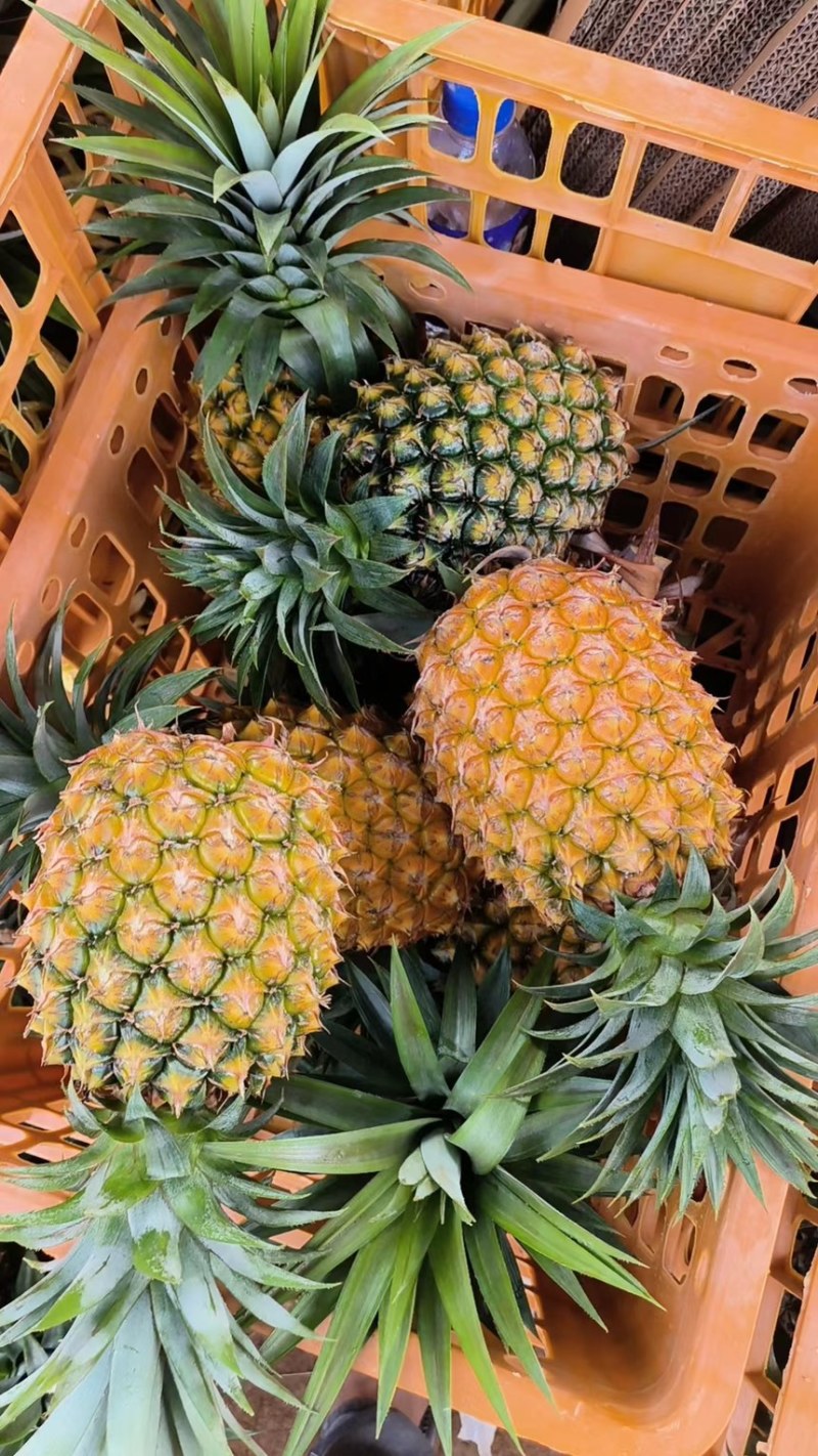 精品菠萝、凤梨大量供应市场电商工厂货品质保证