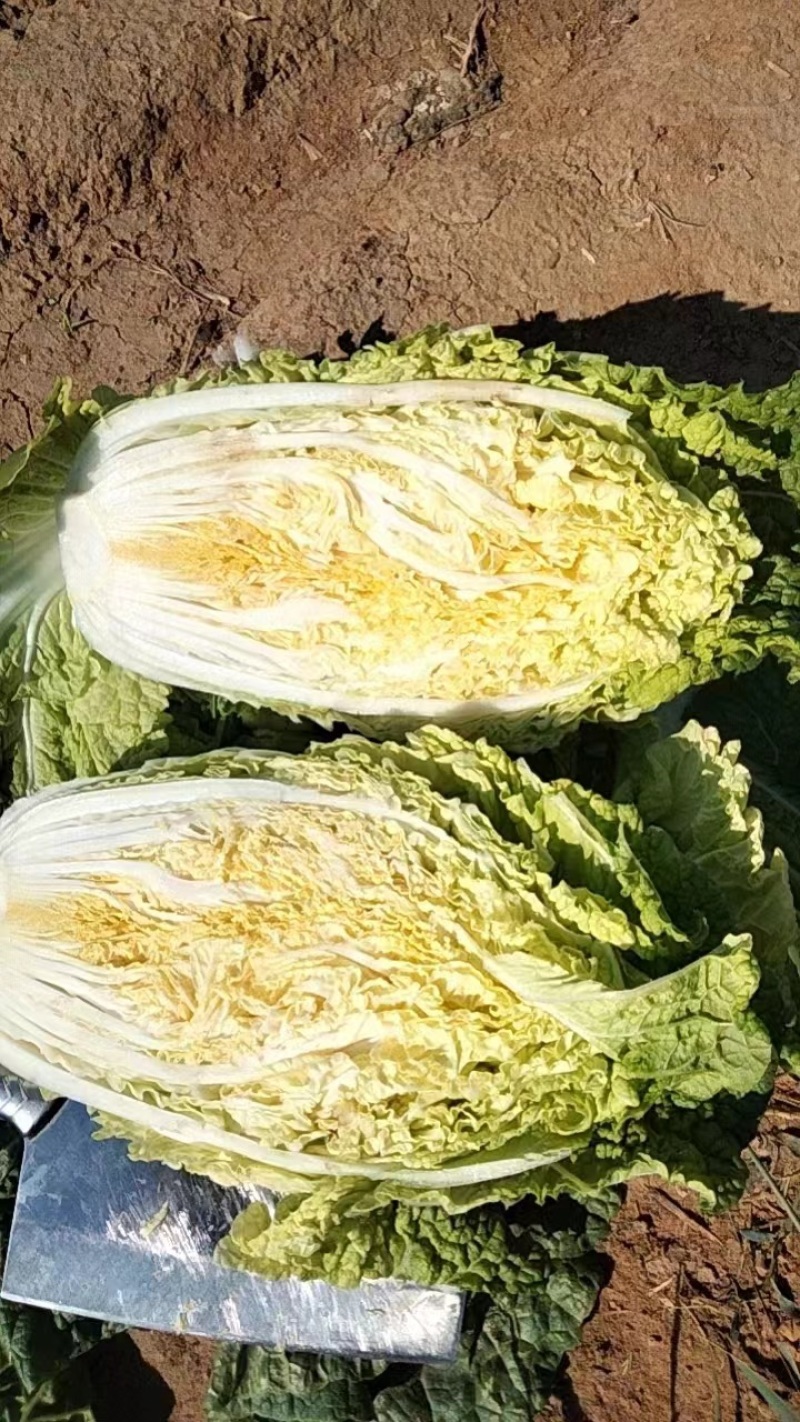 黄心白菜