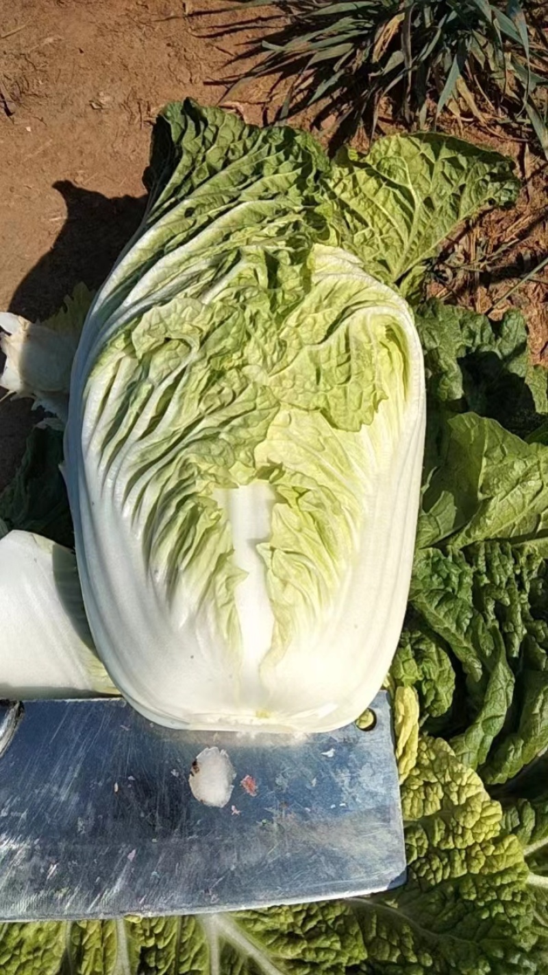 黄心白菜