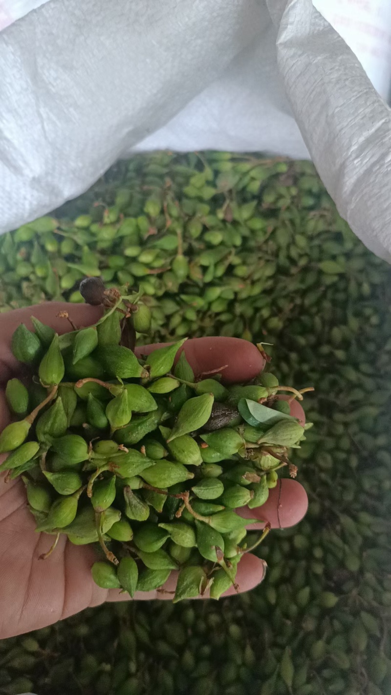 连翘。青翘。老翘。水煮货。蒸气货。都有