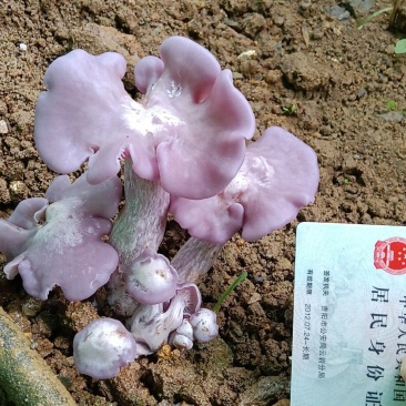 紫香蘑