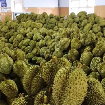 金枕榴莲一件代发