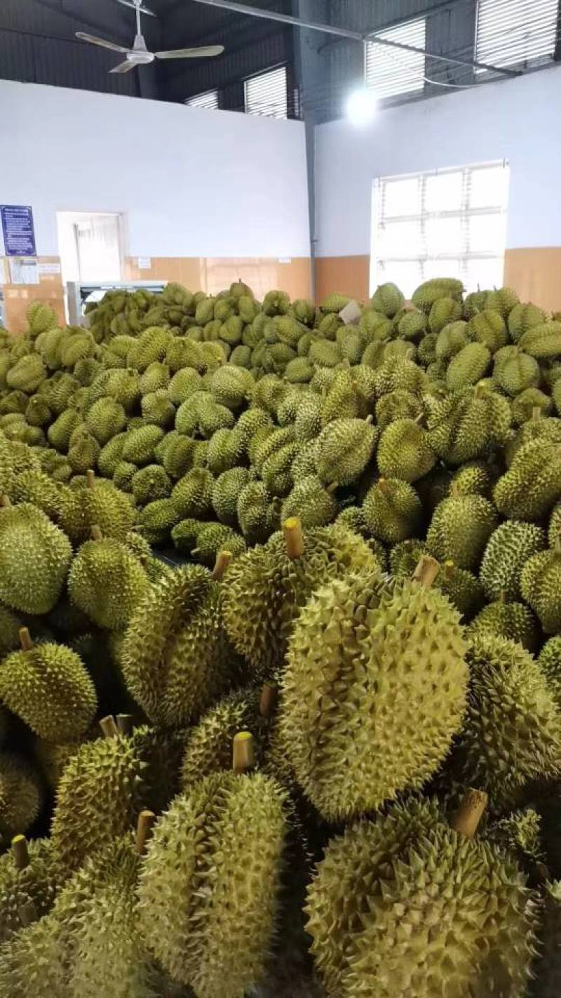 金枕榴莲一件代发