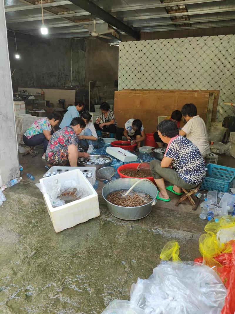 山东潍坊金蝉批发，养殖基地，一手货源，对接全国