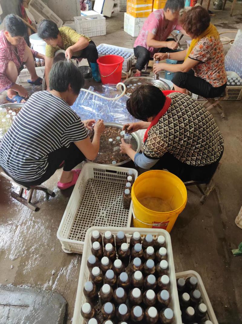 山东潍坊金蝉批发，养殖基地，一手货源，对接全国