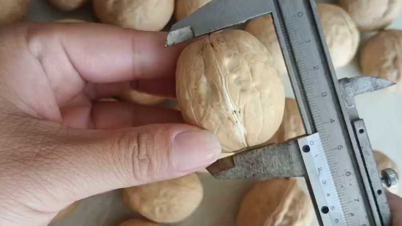 厂家新疆薄皮核桃批发原味干核桃1斤2斤5斤袋装供电商团购