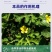病毒病专用辣椒黄瓜西葫芦西红柿丝瓜各类病毒病专用杀菌剂