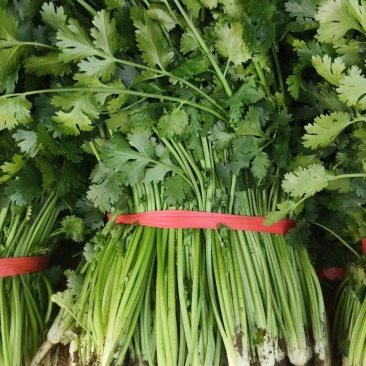 山东高密铁杆青香菜，大量供应，一手货源，基地直发量大从优
