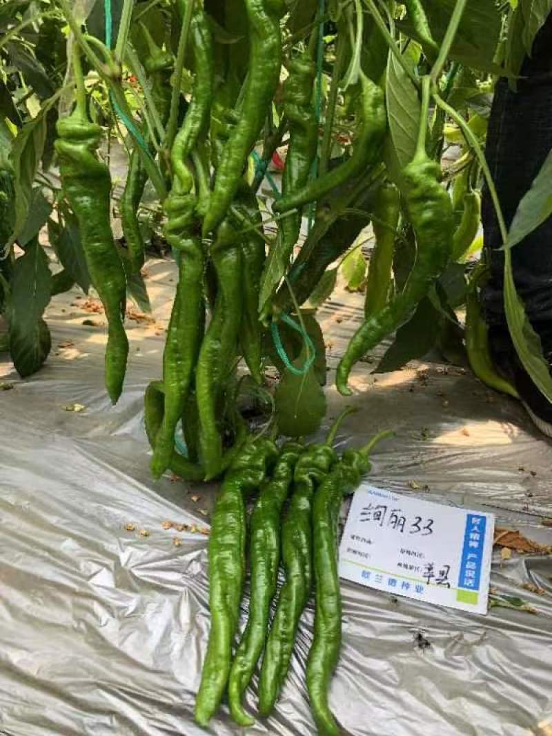 螺丝椒苗优质，高产，抗病，大果螺丝椒苗。全螺螺丝椒苗