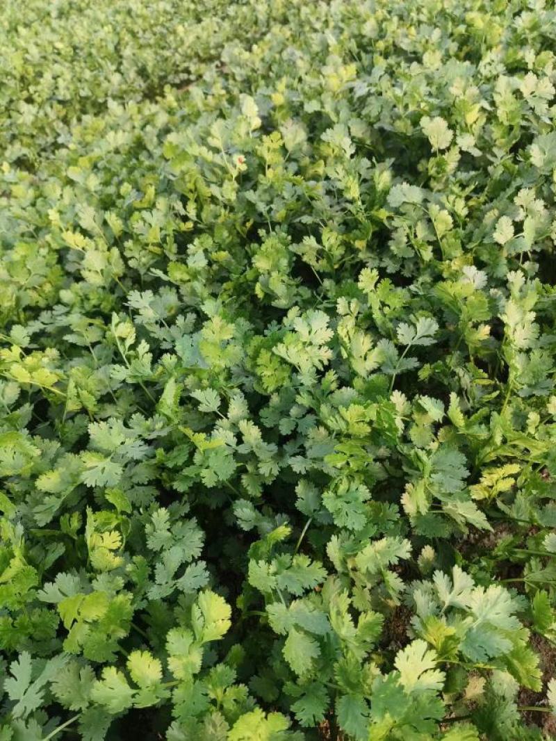 山东高密铁杆青香菜，大量供应，一手货源，基地直发量大从优