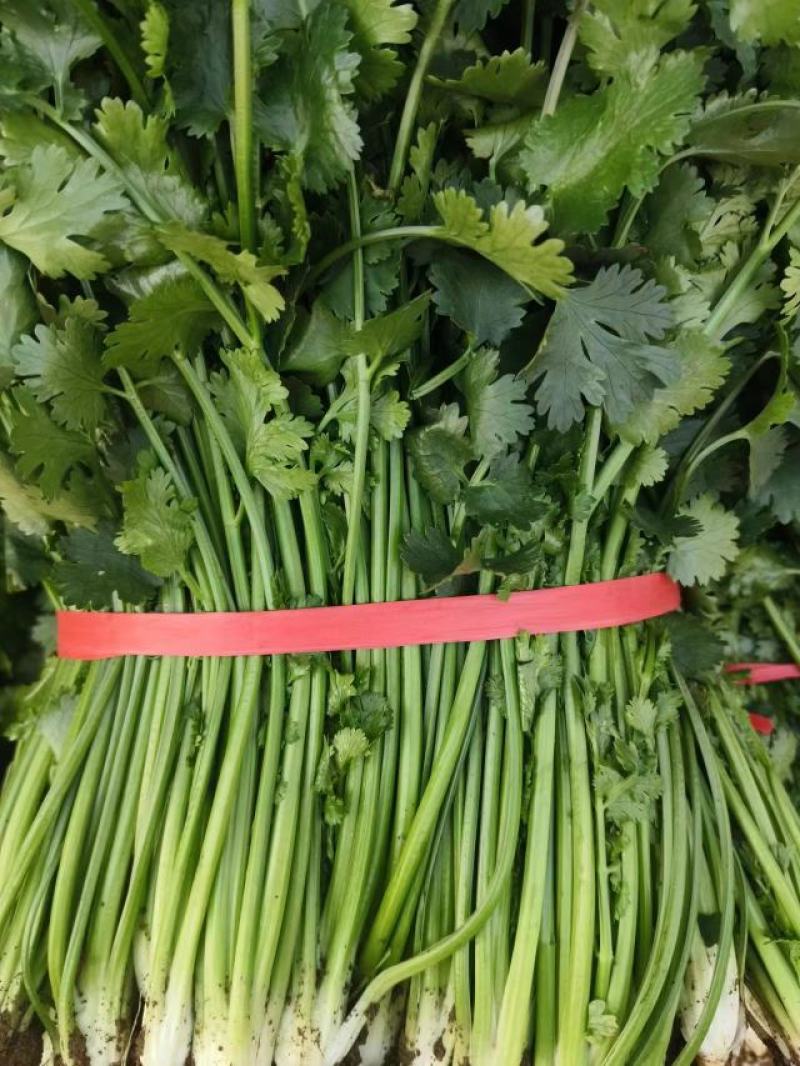 山东高密铁杆青香菜，大量供应，一手货源，基地直发量大从优
