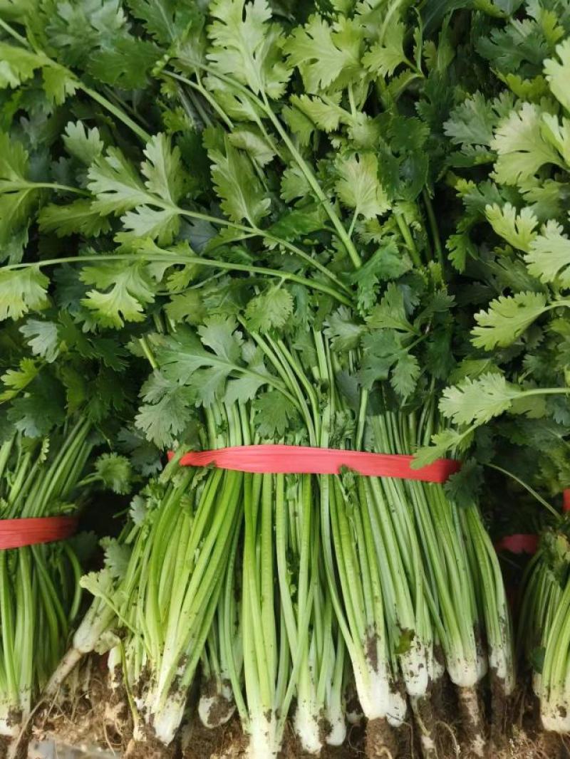 山东高密铁杆青香菜，大量供应，一手货源，基地直发量大从优
