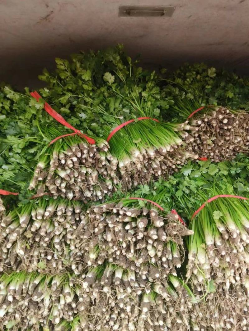 山东高密铁杆青香菜，大量供应，一手货源，基地直发量大从优