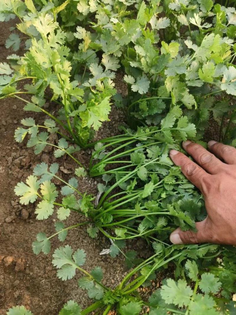 山东高密铁杆青香菜，大量供应，一手货源，基地直发量大从优