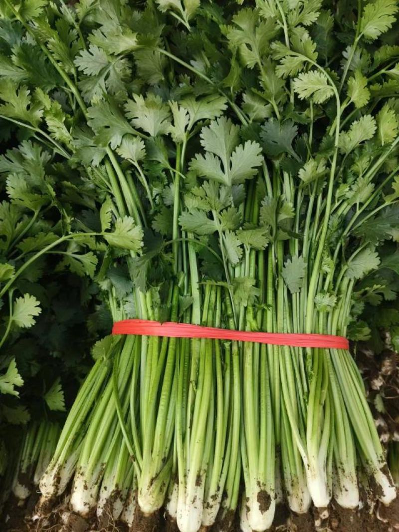 山东高密铁杆青香菜，大量供应，一手货源，基地直发量大从优