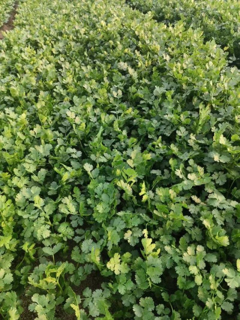 山东高密铁杆青香菜，大量供应，一手货源，基地直发量大从优