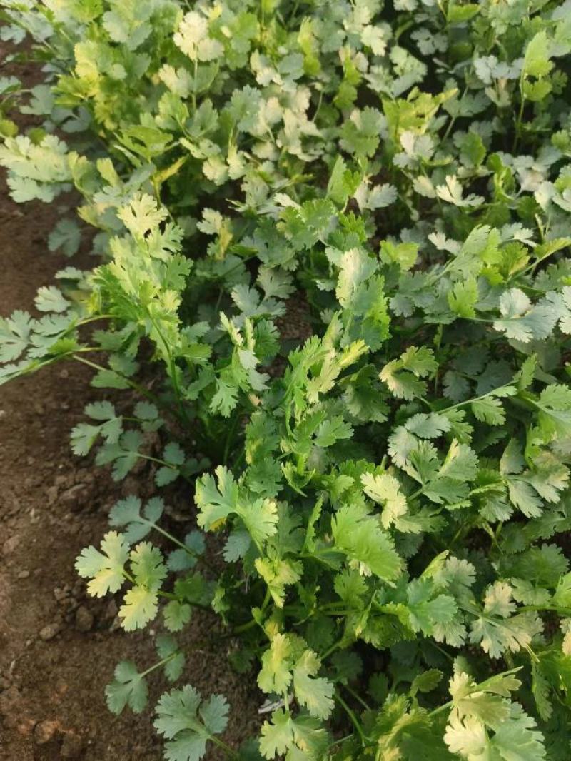 山东高密铁杆青香菜，大量供应，一手货源，基地直发量大从优