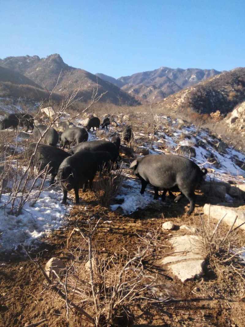 黑猪肉全国发货货源充足诚信经营欢迎咨询