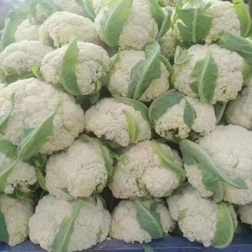 精品有机花，无根净菜，