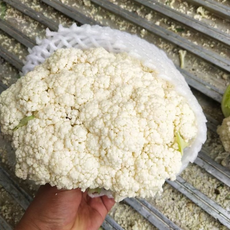 精品有机花，无根净菜，