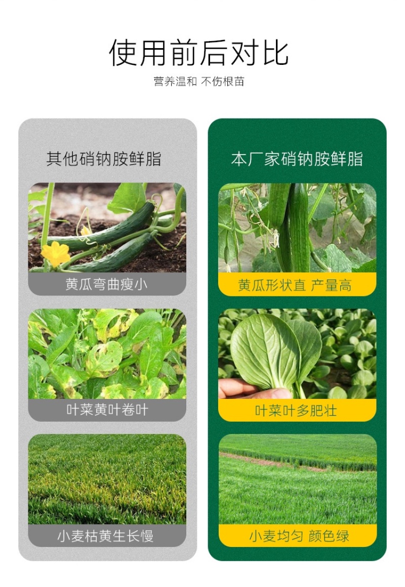 硝钠胺鲜酯植物生长调节剂生根细胞分裂素促保花保果