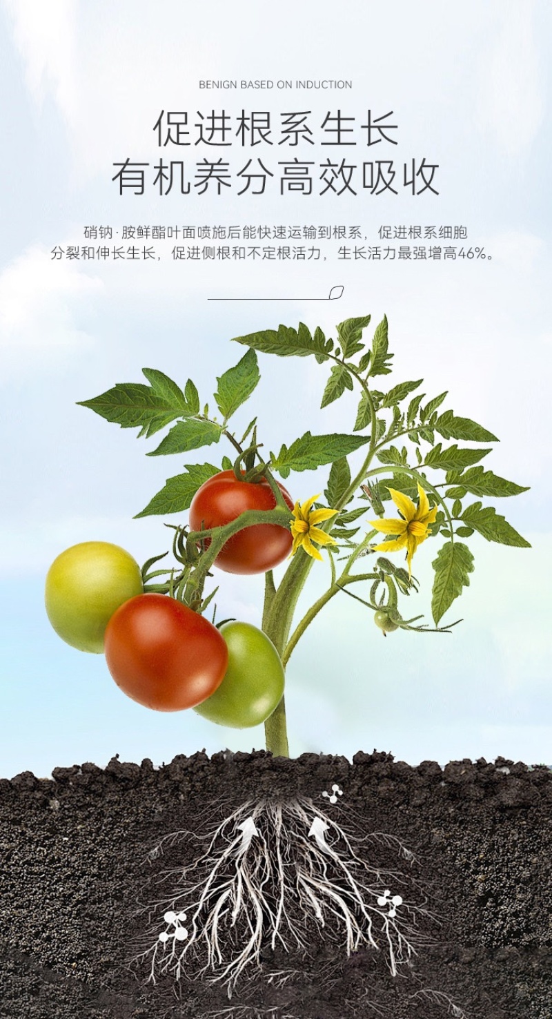 硝钠胺鲜酯植物生长调节剂生根细胞分裂素促保花保果