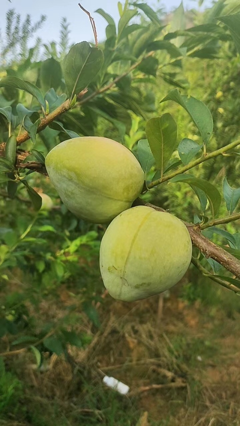 广西精品奈李大量上市，规格齐全，价格真实，欢迎选购