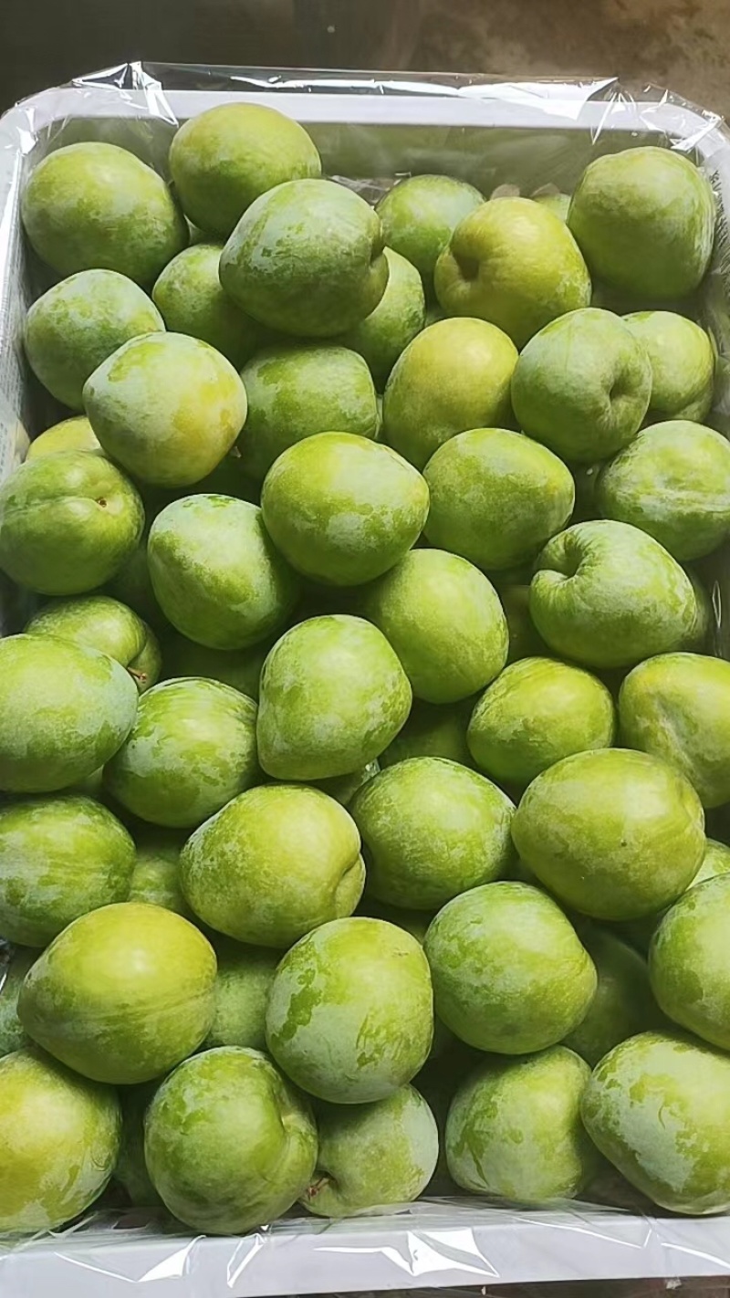 广西精品奈李大量上市，规格齐全，价格真实，欢迎选购