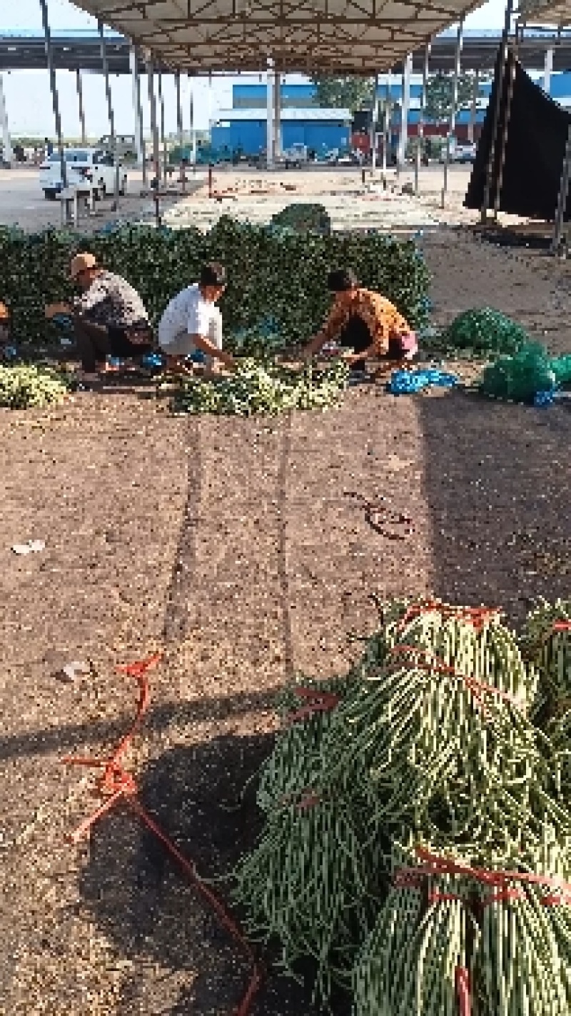 ，河南省南县付坎镇刘吕村果蔬批发市场长豆角大量上市，
