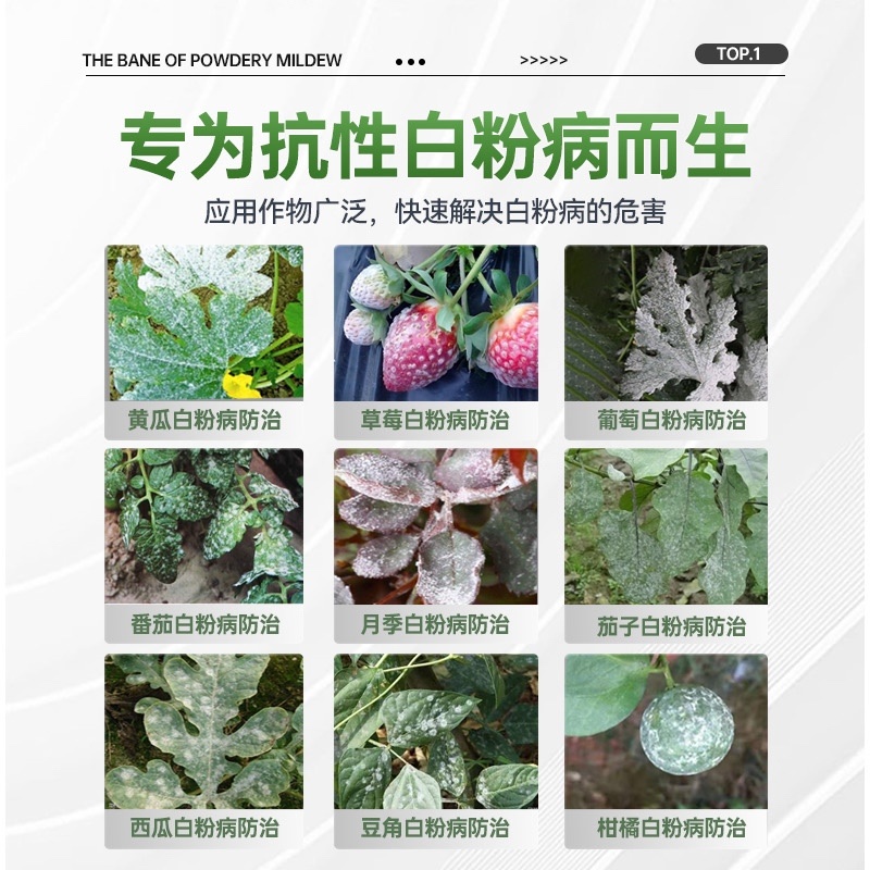 白粉病专用药柑橘甜瓜黄瓜番茄草莓花卉等农药杀菌剂