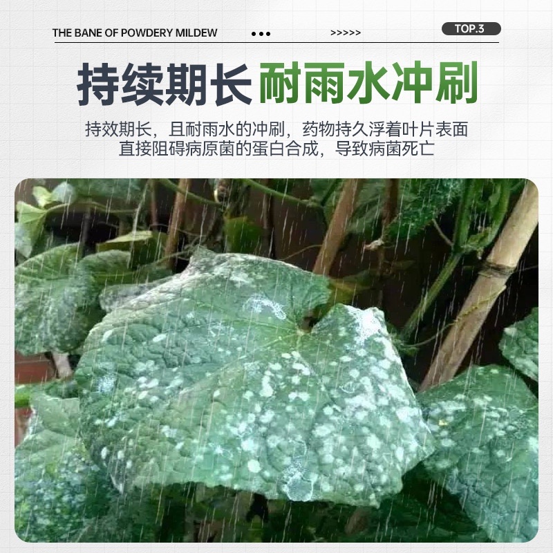 白粉病专用药柑橘甜瓜黄瓜番茄草莓花卉等农药杀菌剂