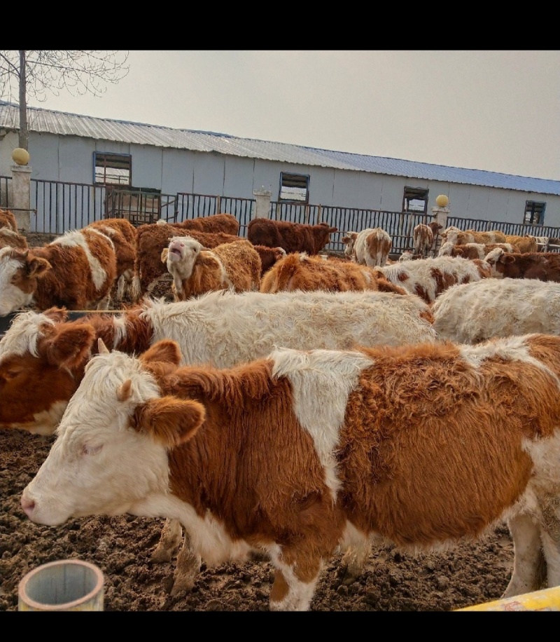 西门塔尔牛犊长势快出肉率高抗病能力强