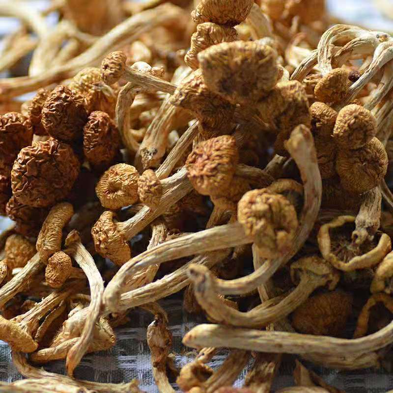 东北干货蘑菇滑子菇产地大量发货食用菌菇干黄蘑不包邮