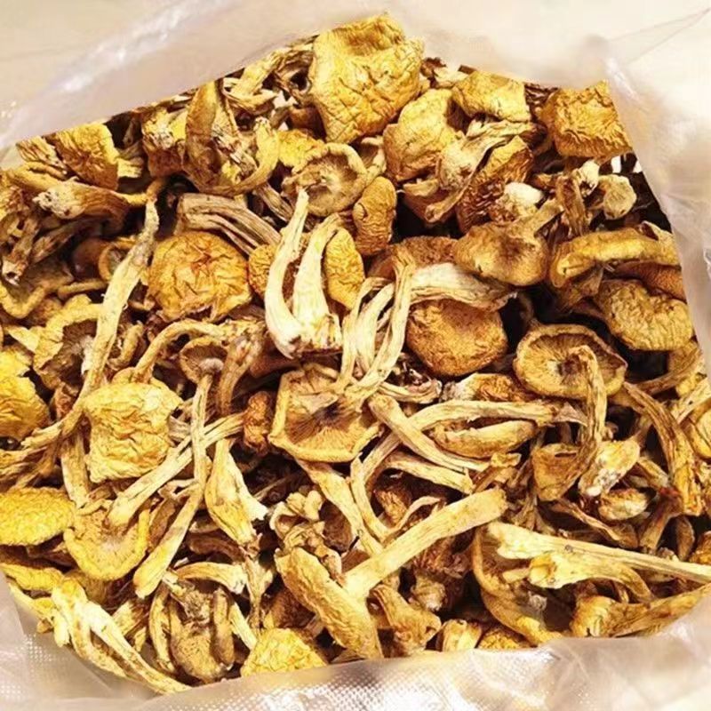 东北干货蘑菇滑子菇产地大量发货食用菌菇干黄蘑不包邮