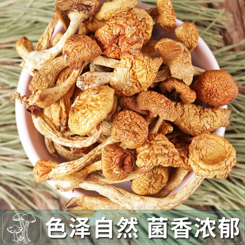 东北干货蘑菇滑子菇产地大量发货食用菌菇干黄蘑不包邮