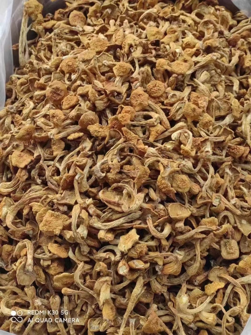 东北干货蘑菇滑子菇产地大量发货食用菌菇干黄蘑不包邮