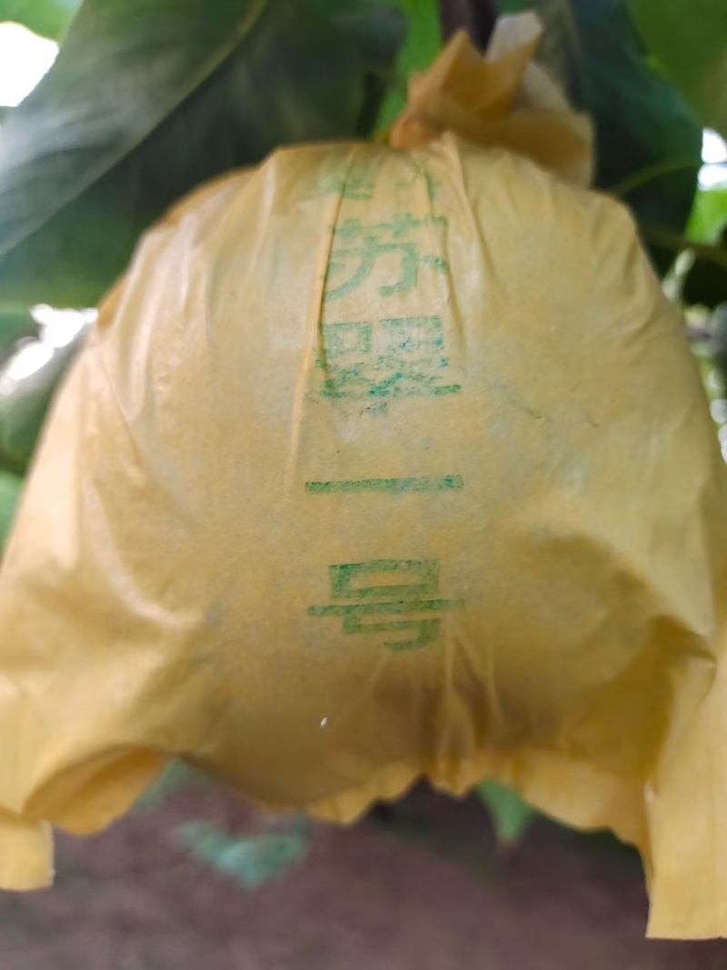 酥脆一号梨大量上市了，口干好，皮薄汁多，全国代发