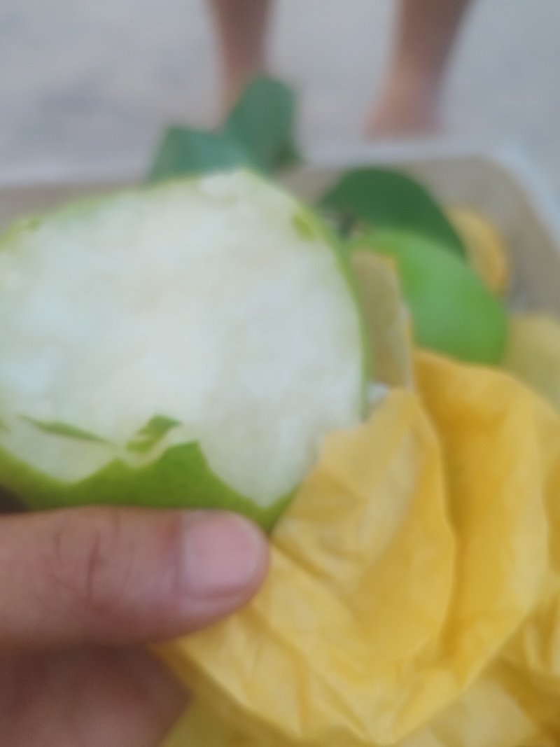 酥脆一号梨大量上市了，口干好，皮薄汁多，全国代发