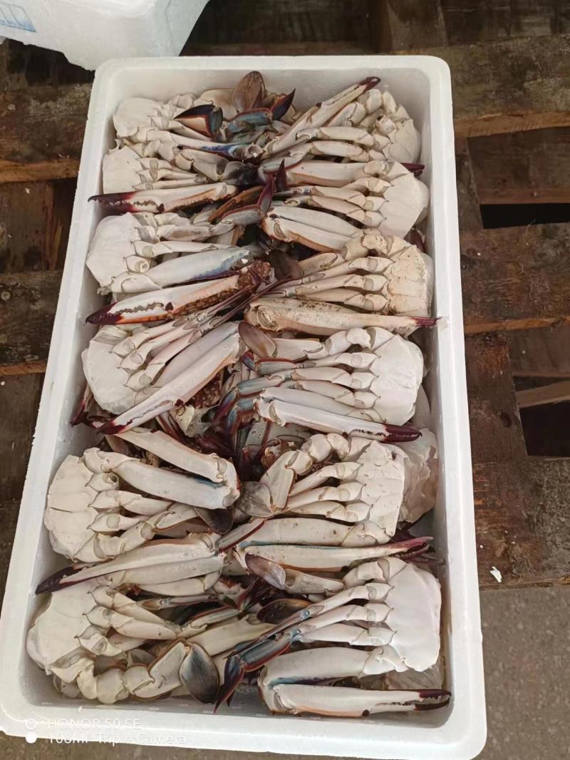 分肢蟹，蟹排，切块现货，5公斤一箱