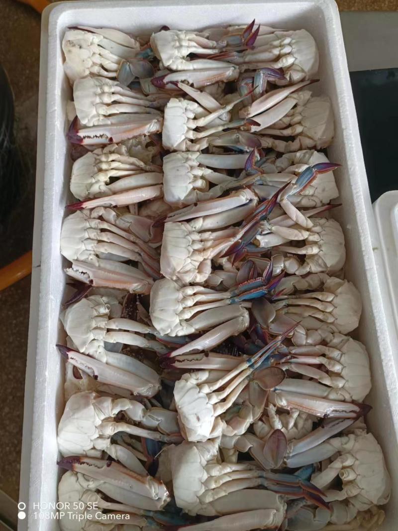 分肢蟹，蟹排，切块现货，5公斤一箱