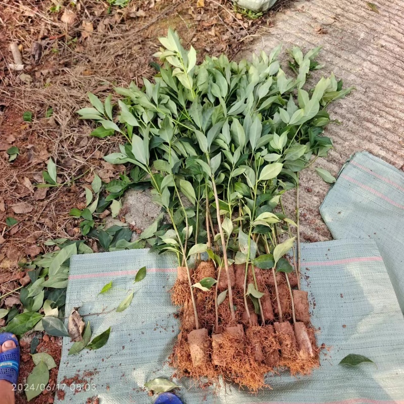 八角苗种子苗直生苗小杯苗大杯苗大量供应批发