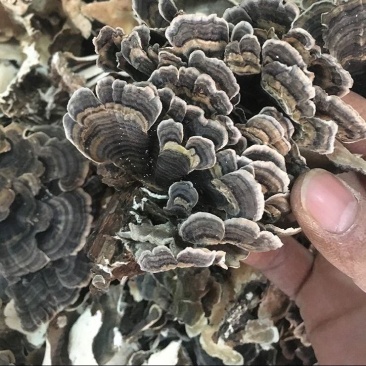 中药材云芝黄云芝