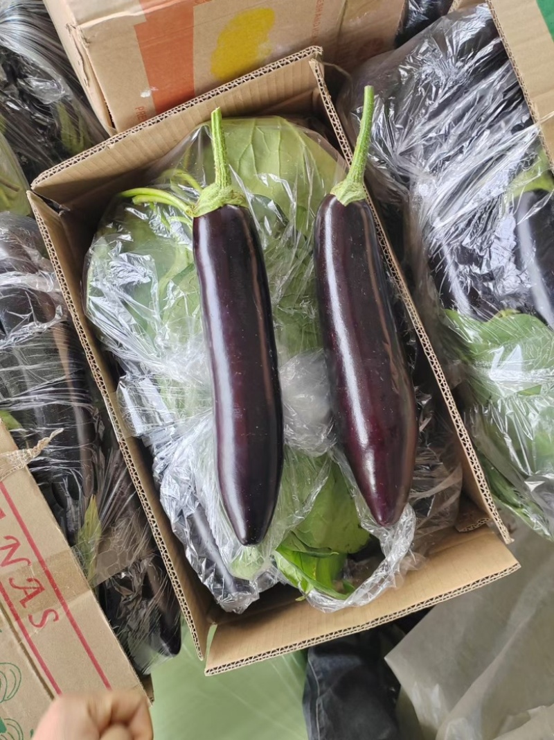 精品茄子