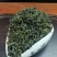 日照绿茶，山东绿茶，云雾绿茶，新茶