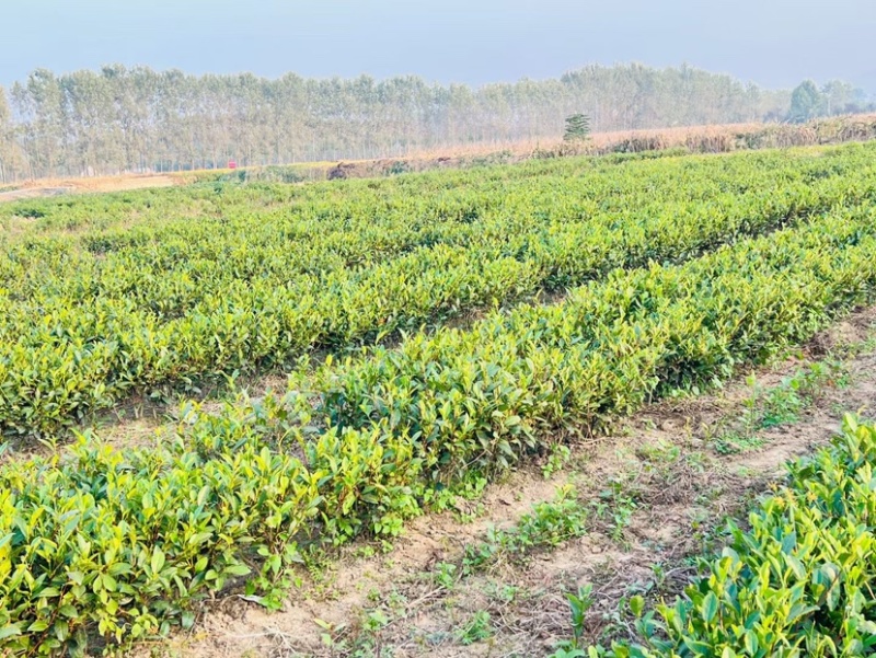 日照绿茶，山东绿茶，云雾绿茶，新茶