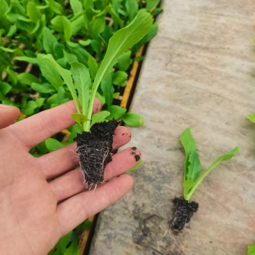 油麦菜苗