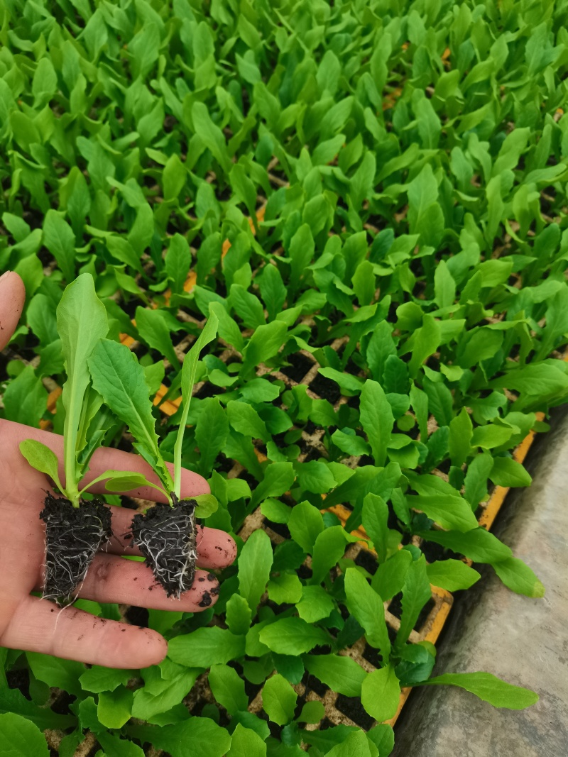 油麦菜苗